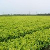 青州瓜子黄杨-为您推荐划算的园林植物