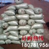 贵阳陶粒低价出售_出售南宁新式的陶粒