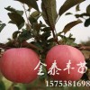 济南美国八号苹果苗，哪里能买到品种好的苹果小苗