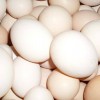 土鸡蛋优惠|价格合理的土鸡蛋供应