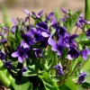 紫花地丁价格_供应山东物超所值的紫花地丁