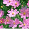 天津波斯菊-美都花卉供应优良的波斯菊
