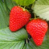 草莓技术-想要实惠的草莓苗就来一边倒果树研究所