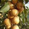 梨栽植技术-划算的梨树苗出售