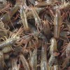 性价比高的小龙虾种苗就在江苏沭淮河农业，小龙虾种苗价格