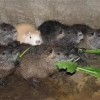 黔东南苗族侗族自治州优良的温医海狸鼠哪有卖，供应海狸鼠市场经济分析，超级详细