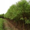 海南落羽杉|供应江苏品种好的落羽杉