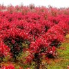 中国红叶石楠价位-来罗鹏商贸-买高质量的红叶石楠