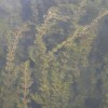 江西狐尾藻-供应江西成活率高的狐尾藻