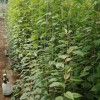 软枣猕猴桃苗价格-在哪能买到品种纯的软枣猕猴桃苗