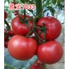 【咨询！！】荷兰番茄种子【优质、进口番茄种子】批发、零售