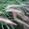 山东紫穗狼尾草批发-山东有品质的紫穗狼尾草生产基地