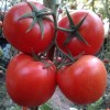 北京西红柿种子|品种好的西红柿种子批发