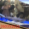 徐州专业的海洋生物展服务报价_海洋展租赁