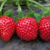 临沂草莓采摘专业承接-蒙阴草莓采摘园提供