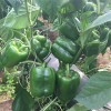 高产绿方椒种子-要买绿方椒种子就到久尚农业科技