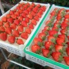 鞍山草莓-信誉好的草莓种植厂家