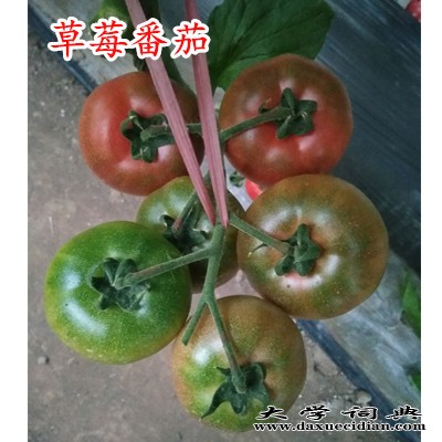 草莓番茄种子