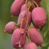 软枣猕猴桃种植基地-口碑好的软枣猕猴桃种植出售