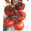 番茄种子，耐运输，餐饮用味型，高产番茄种子，进口番茄种子