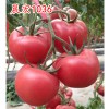 【批发-零售】进口西红柿种子和荷兰西红柿种子【寿光晨宏种业】