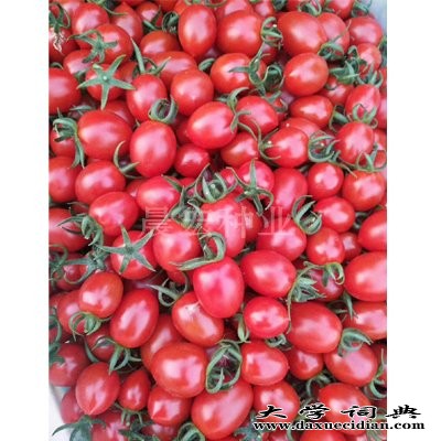 西红柿种子
