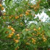 想要买树上干杏就来青海宏博农林-西宁树上干杏批发