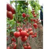 抗Ty番茄种子批发市场-西红柿品种批发、大红番茄种子