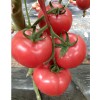 番茄种子批发网  番茄种子采购  番茄种子价格 高产番茄种子