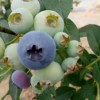 辽宁新鲜蓝莓-沈阳价位合理的新鲜蓝莓哪里买