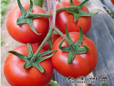 进口西红柿种子