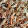 丽水订购龙虾种苗价格-大量供应优惠的龙虾种苗