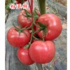 晨宏种业为您推荐：国内和国外有哪些抗病毒西红柿种子？