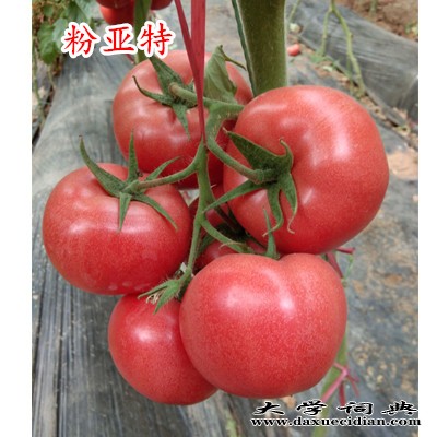 西红柿种子