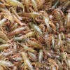 商丘直销龙虾种苗批发|高质量的龙虾种苗批发市场价格