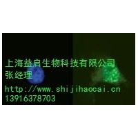 上海phospho-Histone H2A.X抗体代理 益启供