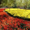 荷兰菊行情-哪里能买到超值的菊花