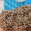 苏奥水产划算的小龙虾种苗供应|浦东新区哪里有小龙虾种苗
