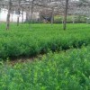 红豆杉苗价格-哪里能买到超值的红豆杉苗