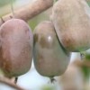 软枣猕猴桃种植基地-软枣猕猴桃种植找丹东韵都软枣园-品种优良