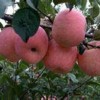 【名不虚传】苹果栽培技术，一边倒苹果，烟台苹果，柄霞苹果
