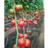 西红柿种子种植管理需要注意哪些问题？