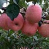 一边倒果树-供应品种好的苹果苗