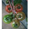 产量高还好吃的西红柿种子你种了没有？高产西红柿种子、草莓番茄