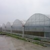 无土栽培大棚-山东质量好的连栋薄膜温室