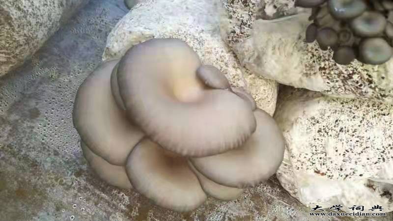 【广纳果蔬】菇做奇蘑菇 菇做奇蘑菇批发 菇做奇蘑菇价格