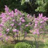 海棠类种植_优良的紫叶稠李出售