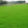 天园家庭农场专业供应绿化草坪-天津绿化草坪