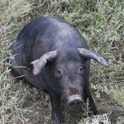 铁岭忆农源牧业优惠的山黑猪出售-山黑猪哪里卖