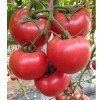 好评：【高产番茄种子】【越冬番茄种子】【进口番茄种子】